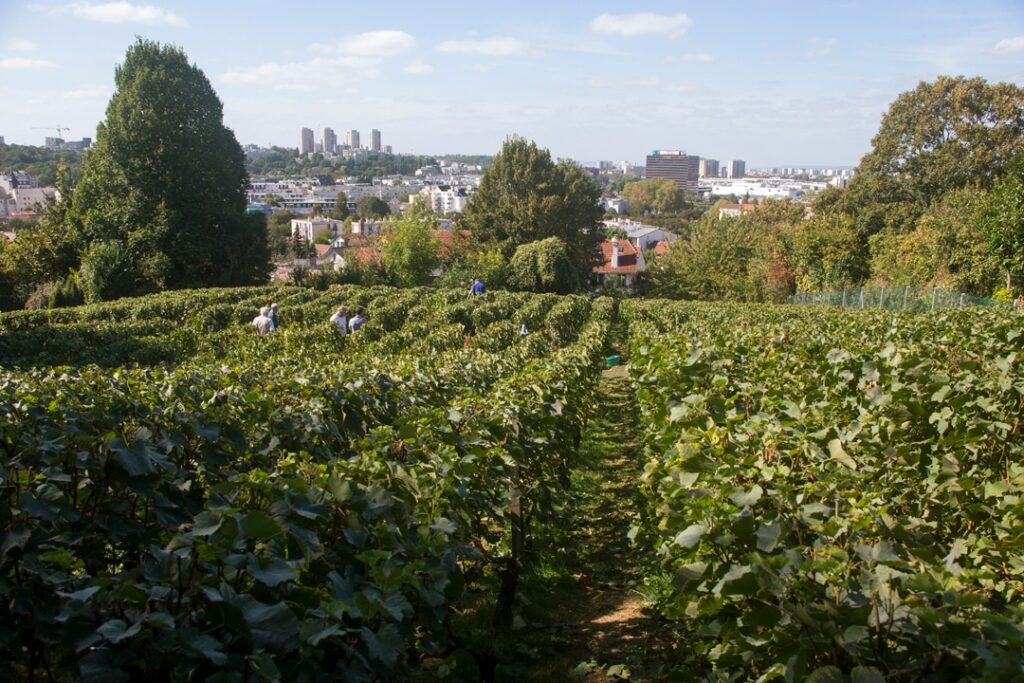 parc decesari vendanges